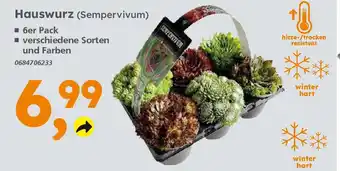 Globus Baumarkt Hauswurz (Sempervivum) 6er Pack Angebot