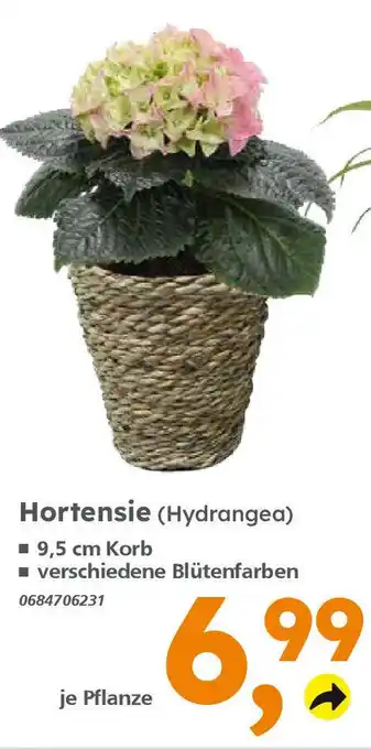 Globus Baumarkt Hortensie (Hydrangea) Angebot