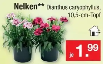 Zimmermann Nelken Angebot