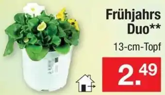 Zimmermann Frühjahrs Duo Angebot