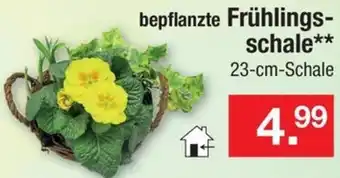 Zimmermann bepflanzte Frühlingsschale Angebot