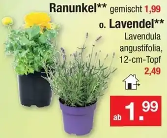 Zimmermann Ranunkel o. Lavendel Angebot