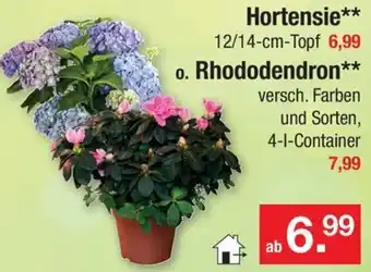 Zimmermann Hortensie o. Rhododendron Angebot