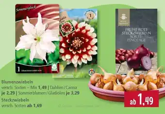 Pfennigpfeiffer Blumenzwiebeln Angebot