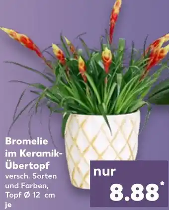 Kaufland Bromelie im Keramik-Übertopf Angebot