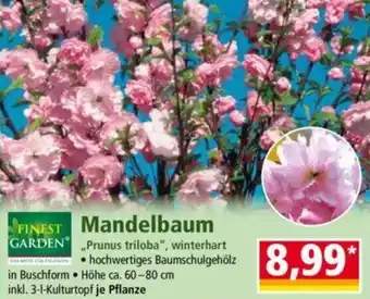 Norma FINEST GARDEN Mandelbaum Angebot