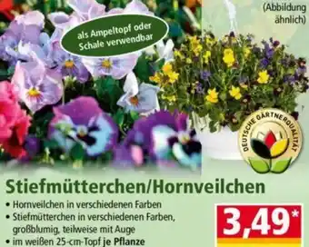 Norma Stiefmütterchen/Hornveilchen Angebot