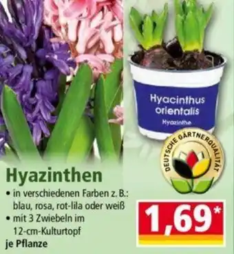 Norma Hyazinthen Angebot