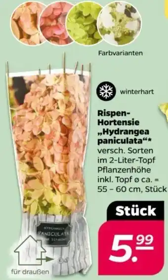 NETTO Rispen-Hortensie ,,Hydrangea paniculata" Angebot