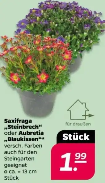 NETTO Saxifraga ,,Steinbrech" oder Aubretia ,,Blaukissen" Angebot