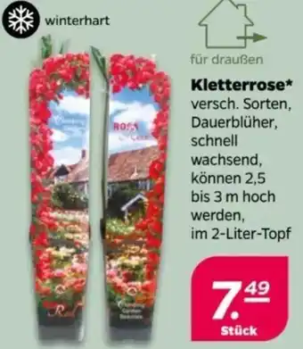 NETTO Kletterrose Angebot