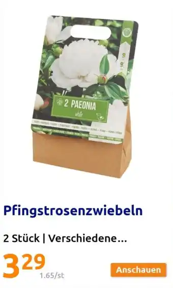 Action Pfingstrosenzwiebeln 2 Stück Angebot