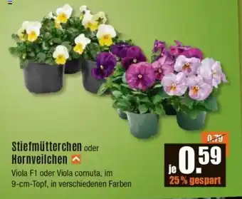 V Baumarkt Stiefmütterchen oder Hornveilchen Angebot