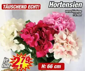 Posten Börse Hortensien Angebot