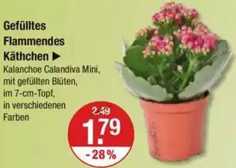 V Markt Gefülltes Flammendes Käthchen Angebot