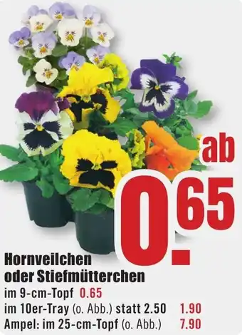 B1 Discount Baumarkt Hornveilchen oder Stiefmütterchen Angebot