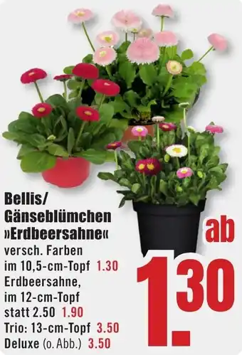 B1 Discount Baumarkt Bellis/Gänseblümchen »Erdbeersahne« Angebot