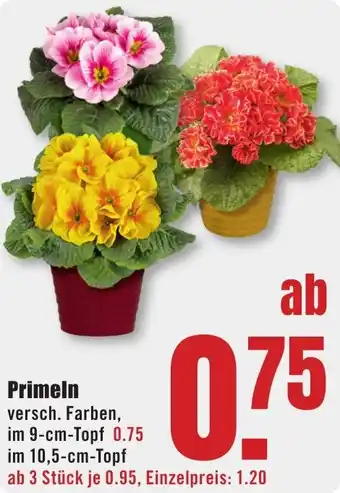 B1 Discount Baumarkt Primeln Angebot