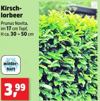 Thomas Philipps Kirschlorbeer Angebot