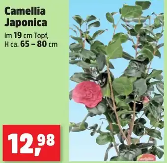 Thomas Philipps Camellia Japonica Angebot