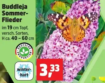 Thomas Philipps Buddleja Sommer-Flieder Angebot