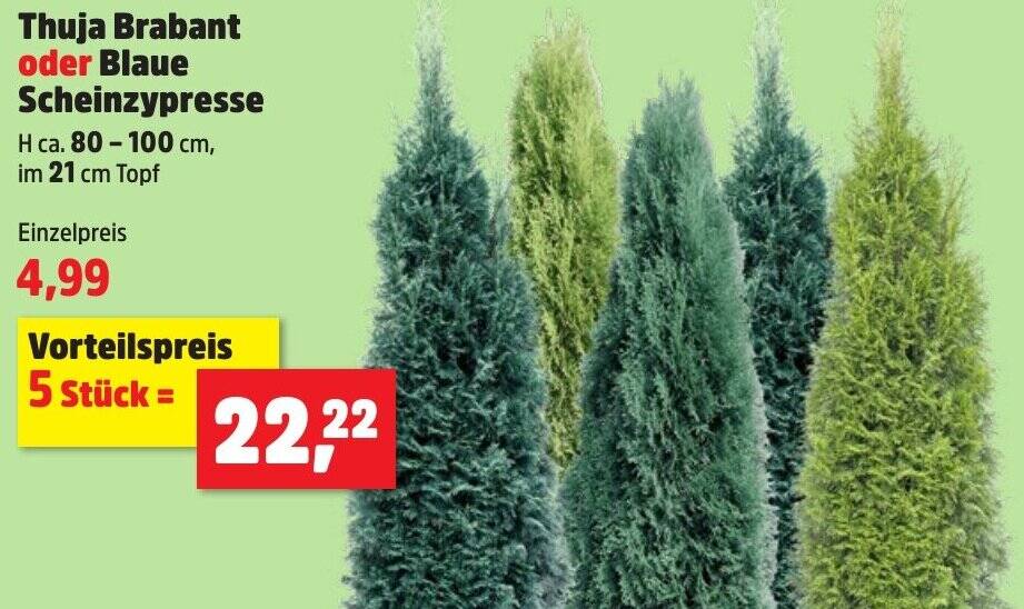 thuja smaragd 120 Thuja Smaragd 120-140 cm Rotklump - Kp Premiumhck LQ