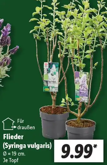 Lidl Flieder (Syringa vulgaris) Angebot