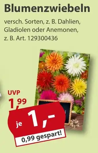 Sonderpreis Baumarkt Blumenzwiebeln Angebot