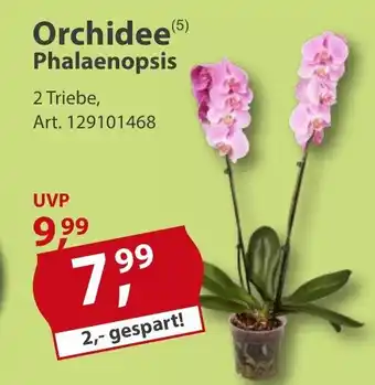 Sonderpreis Baumarkt Orchidee Phalaenopsis Angebot