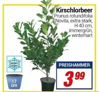 CENTERSHOP Kirschlorbeer Angebot