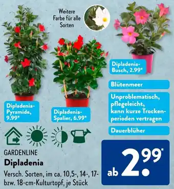 Aldi Süd Gardenline Dipladenia Angebot