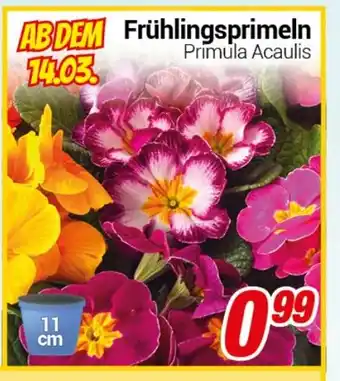 CENTERSHOP Fruhlingsprimeln Angebot