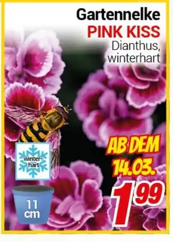 CENTERSHOP Gartennelke PINK KISS Angebot