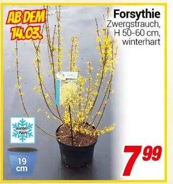 CENTERSHOP Forsythie Angebot