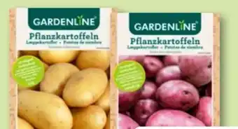 Aldi Nord Premium-Pflanzkartoffeln Angebot