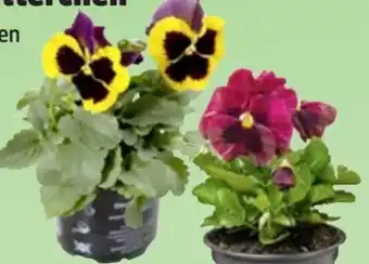 Thomas Philipps Hornveilchen Angebot