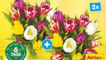 Netto Marken-Discount Tulpenstrauß Harlekin Angebot