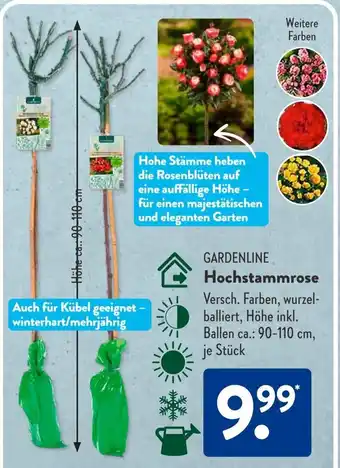 Aldi Süd GARDENLINE Hochstammrose Angebot