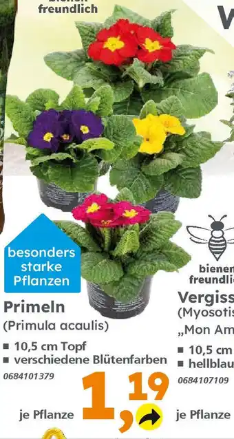 Globus Baumarkt Primeln (Primula acaulis) Angebot
