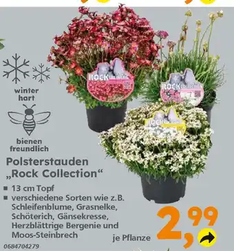 Globus Baumarkt Polsterstauden ,,Rock Collection" Angebot