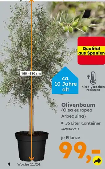 Globus Baumarkt Olivenbaum (Olea europea Arbequina) Angebot