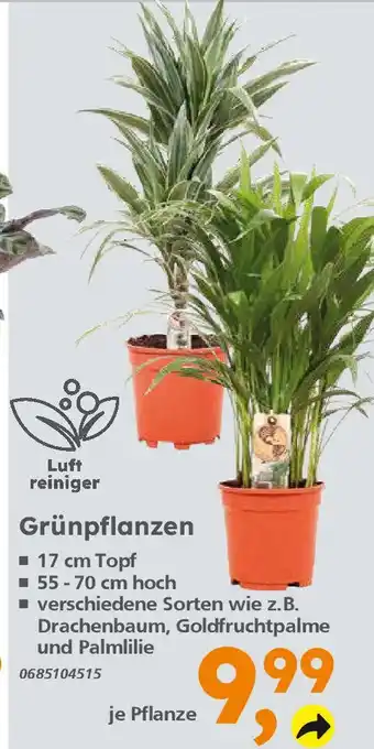 Globus Baumarkt Grünpflanzen Angebot