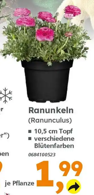 Globus Baumarkt Ranunkeln (Ranunculus) Angebot