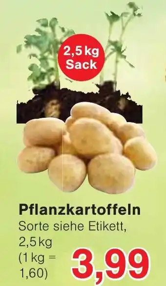 Wiglo Wunderland Pflanzkartoffeln 2,5kg Angebot