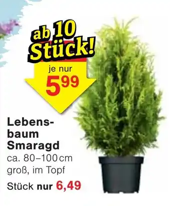 Wiglo Wunderland Lebens- baum Smaragd Angebot