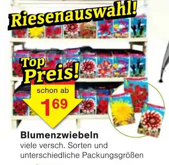 Wiglo Wunderland Blumenzwiebeln Angebot