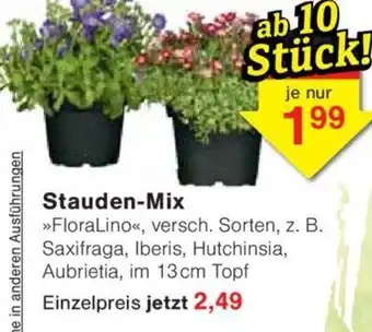 Jawoll Stauden-Mix Angebot