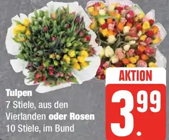 Edeka Tulpen oder Rosen Angebot