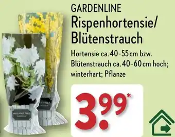 Aldi Nord GARDENLINE Rispenhortensie/ Blütenstrauch Angebot