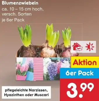 Netto Marken-Discount Blumenzwiebeln Angebot